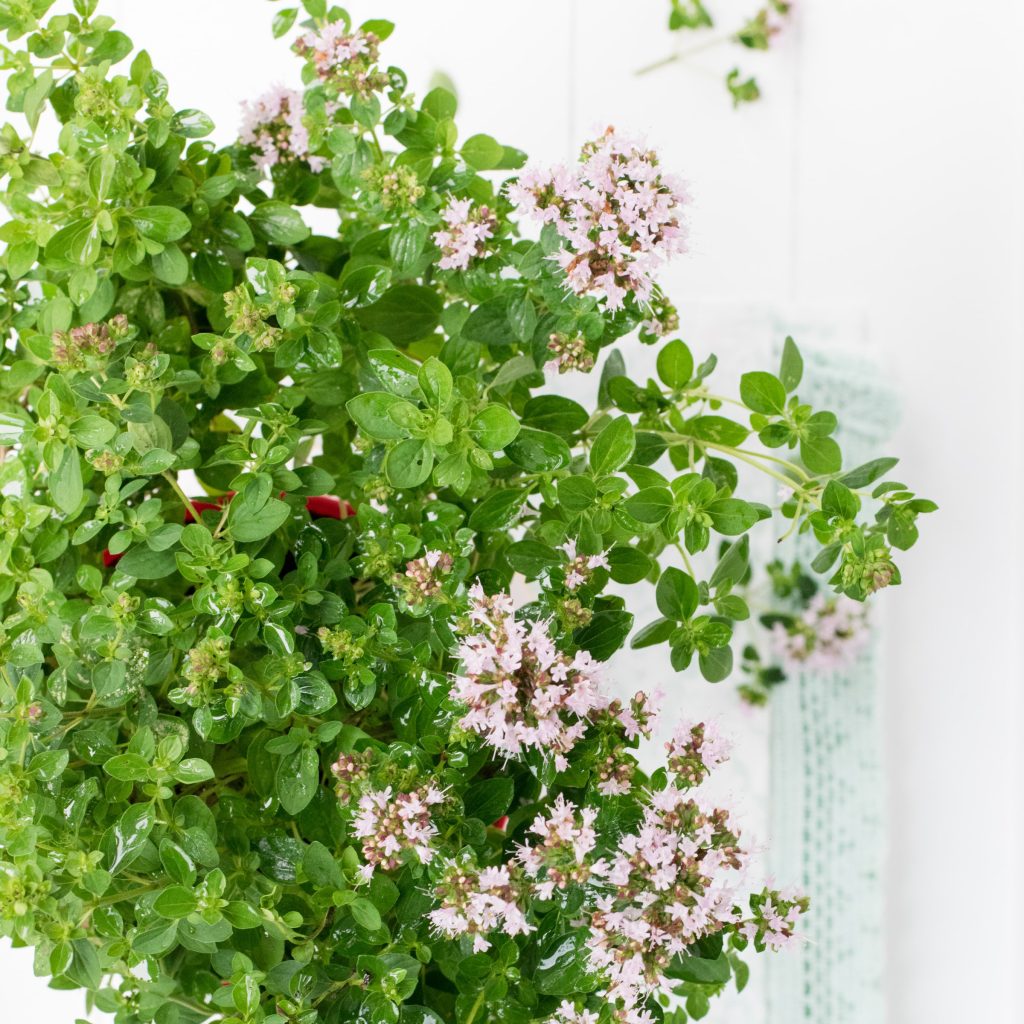 oregano-1-bunch-little-wren-farm