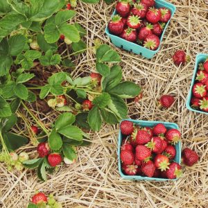 Farm-fresh Strawberries