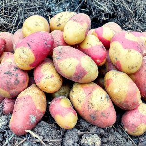 Specialty farm-grown potatoes